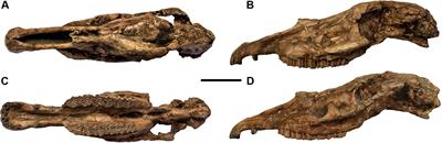 Target Deformation of the Equus stenonis Holotype Skull: A Virtual Reconstruction